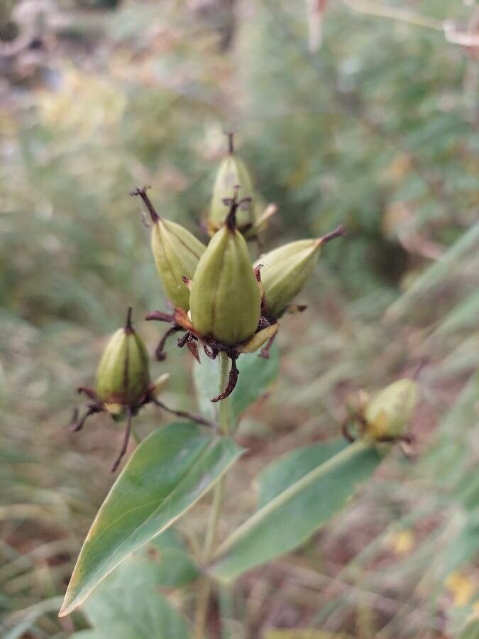 Hypericum ascyron fruit