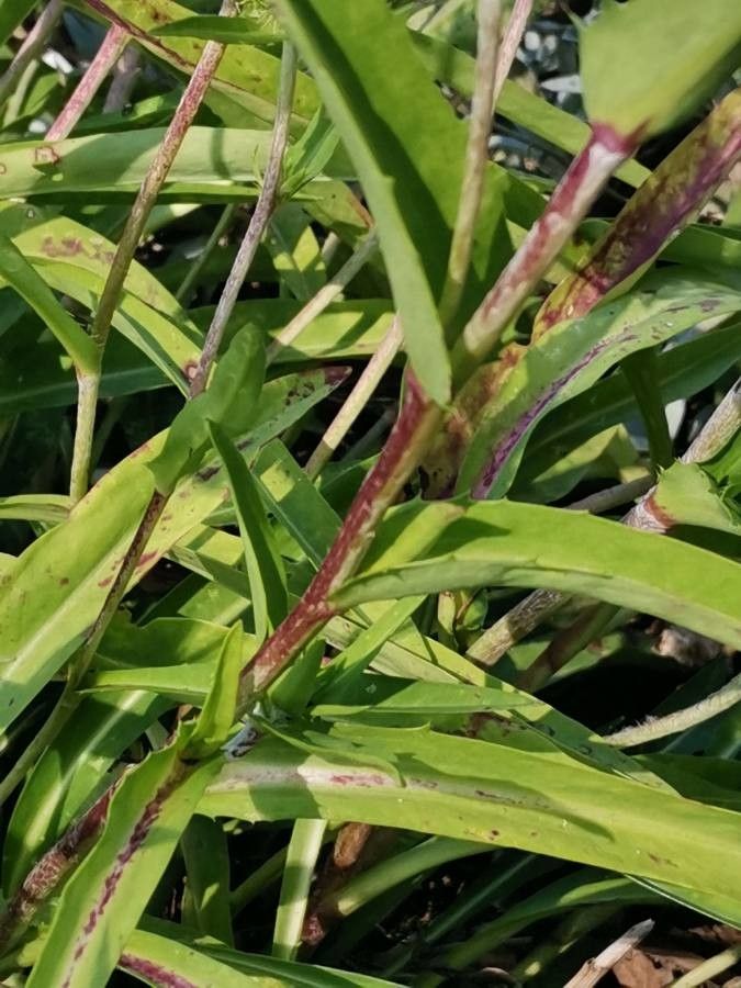 Stokesia laevis bark