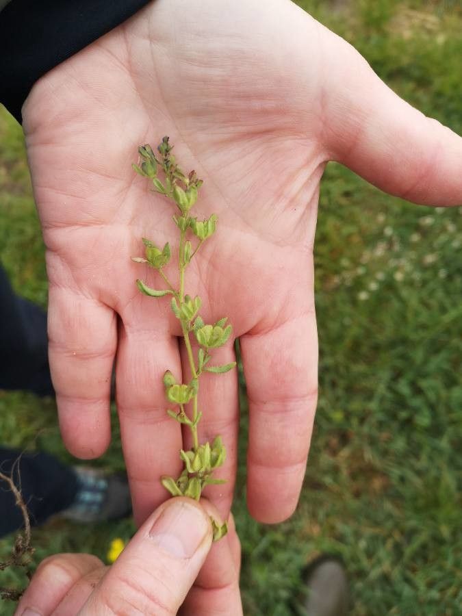 Veronica triphyllos fruit