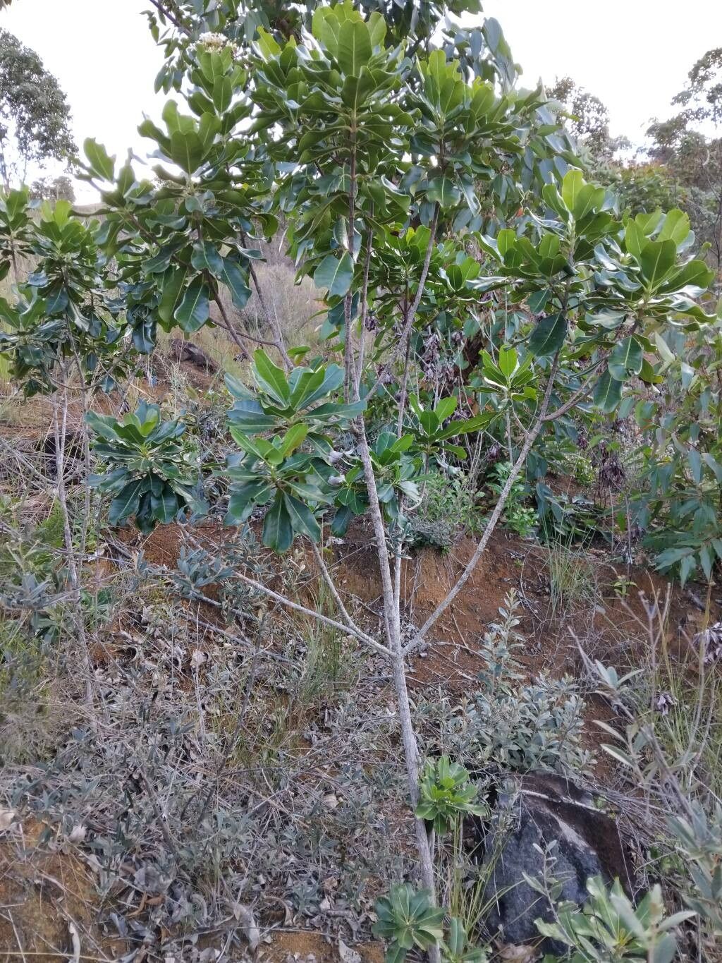 Ixora foliicalyx habit