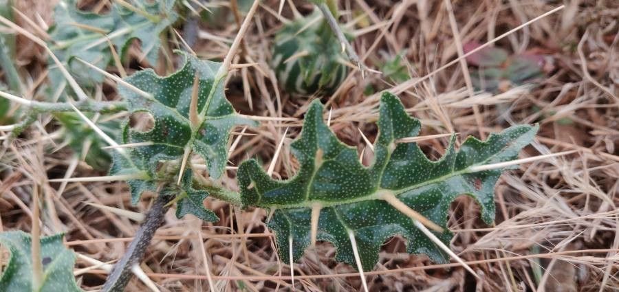 Solanum virginianum — search result for 'Solanum'