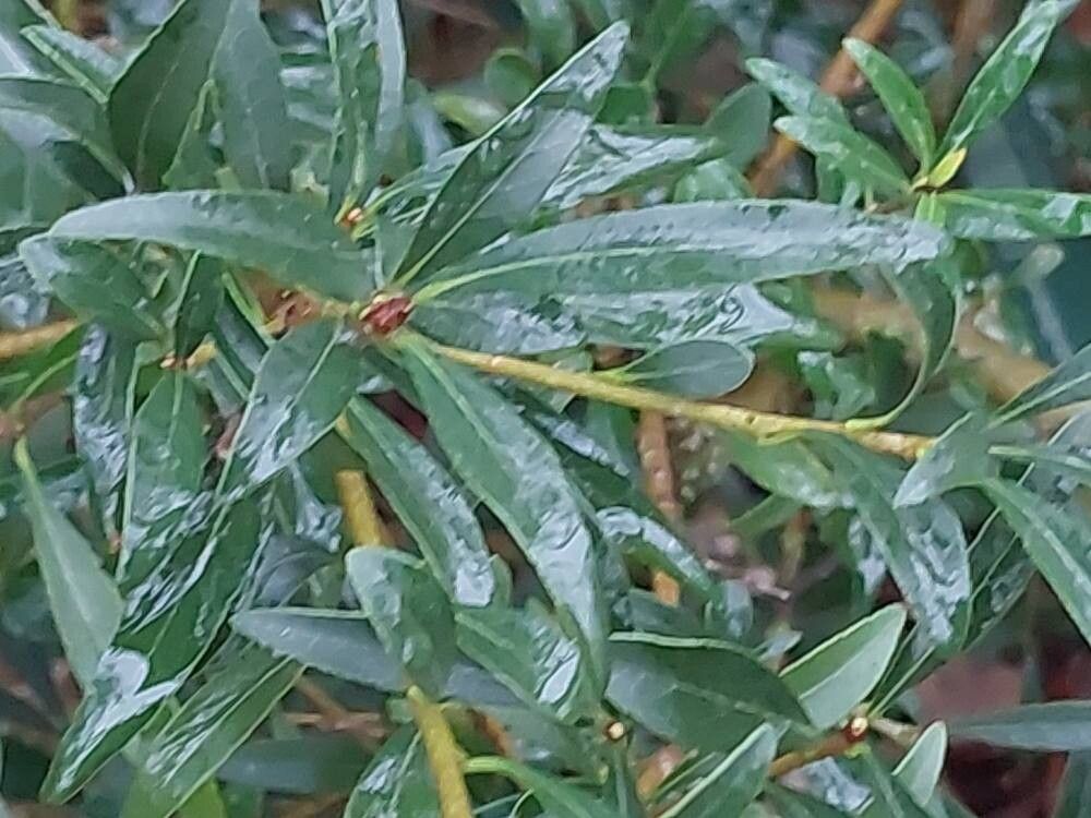 Pittosporum parvilimbum — search result for 'Pittosporum'