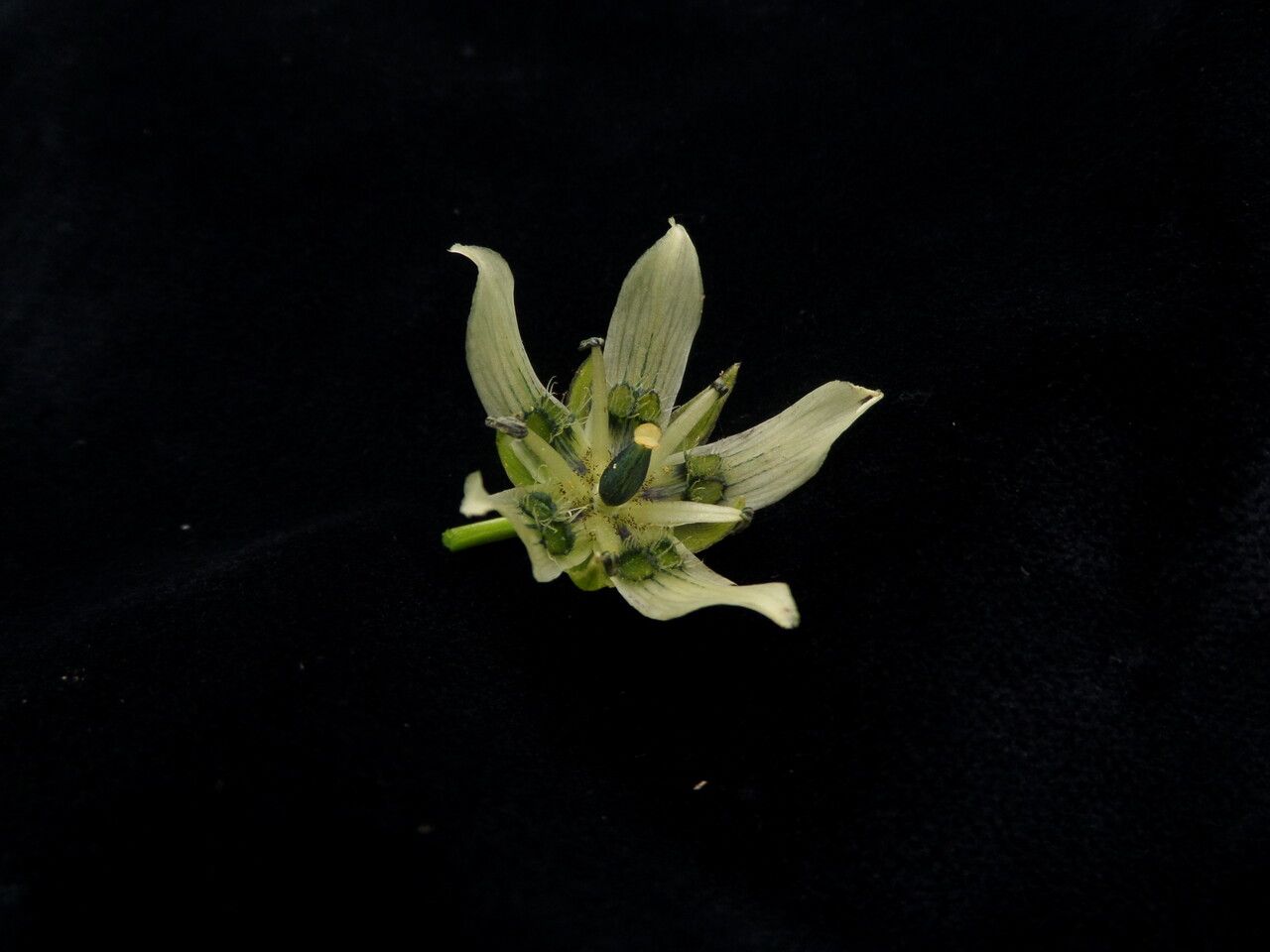 Swertia kingii habit