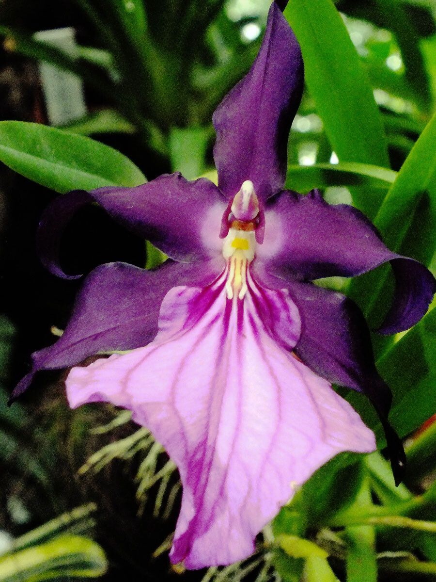 Miltonia Spectabilis flower