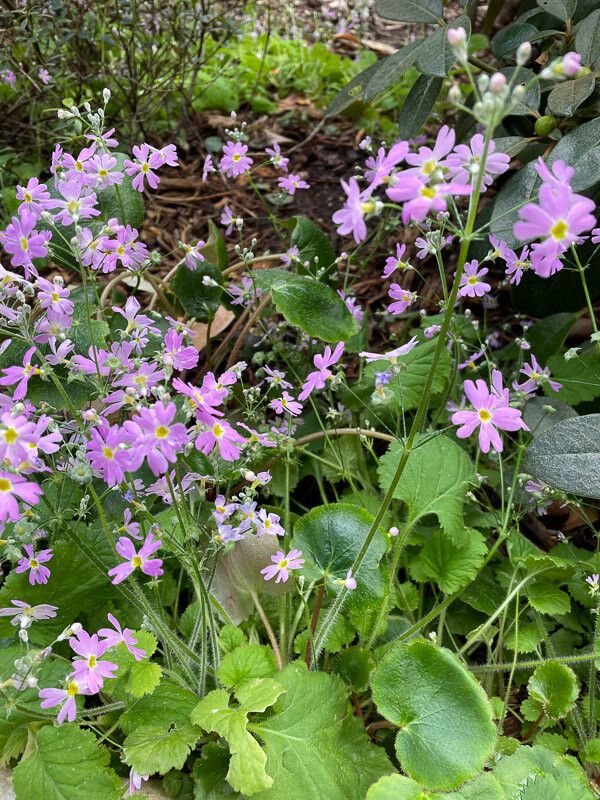 Primula malacoides flower