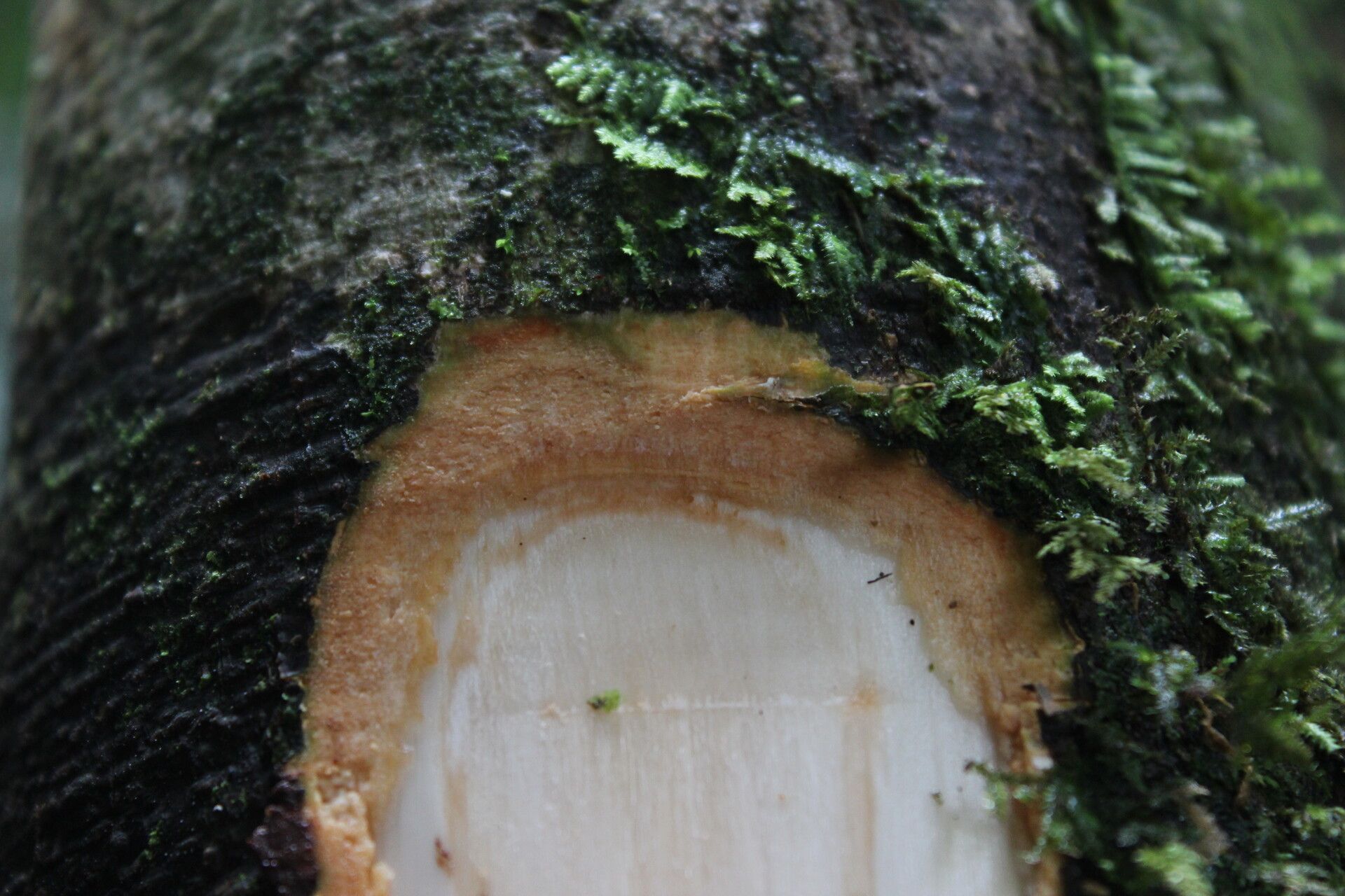 Drypetes occidentalis bark