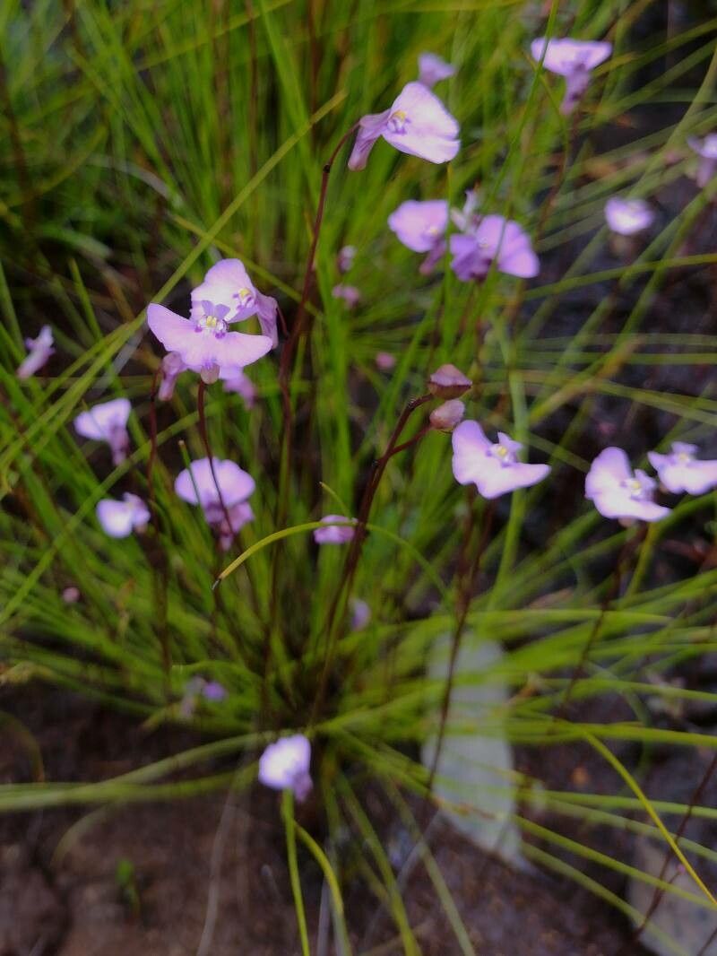 Utricularia uniflora habit