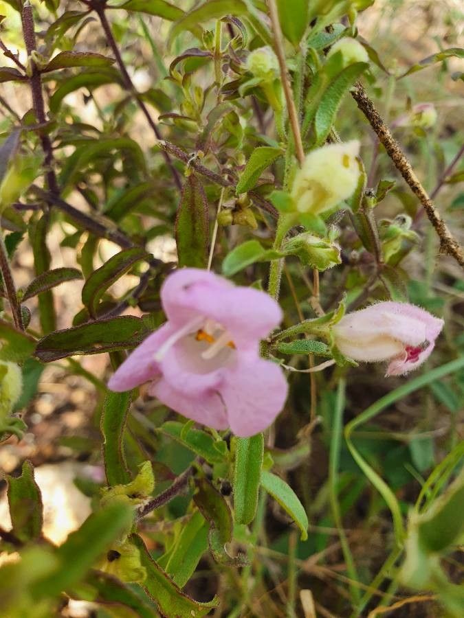 Sesamum angolense flower
