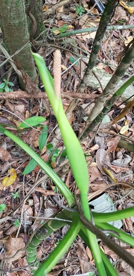 Dieffenbachia nitidipetiolata flower