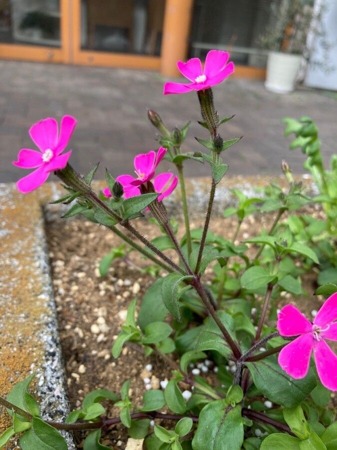 Silene caroliniana flower