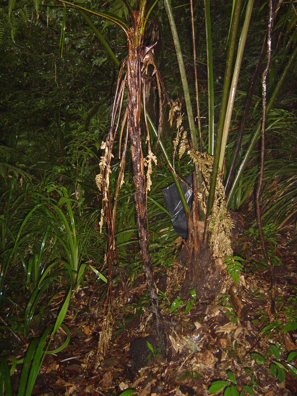 Cyathea glaziovii habit