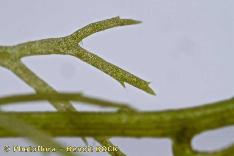 Utricularia ochroleuca bark