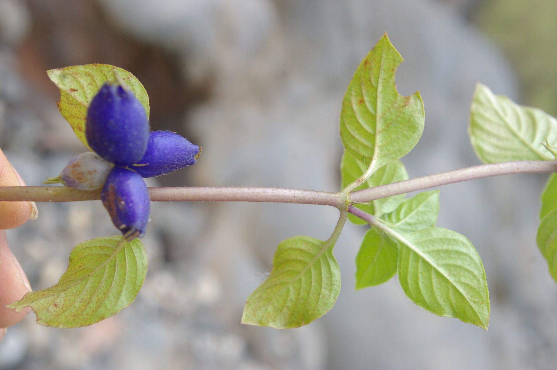 Coccocypselum herbaceum flower