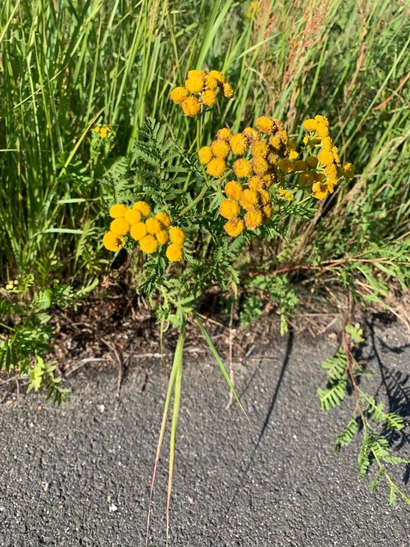 Tanacetum audibertii flower