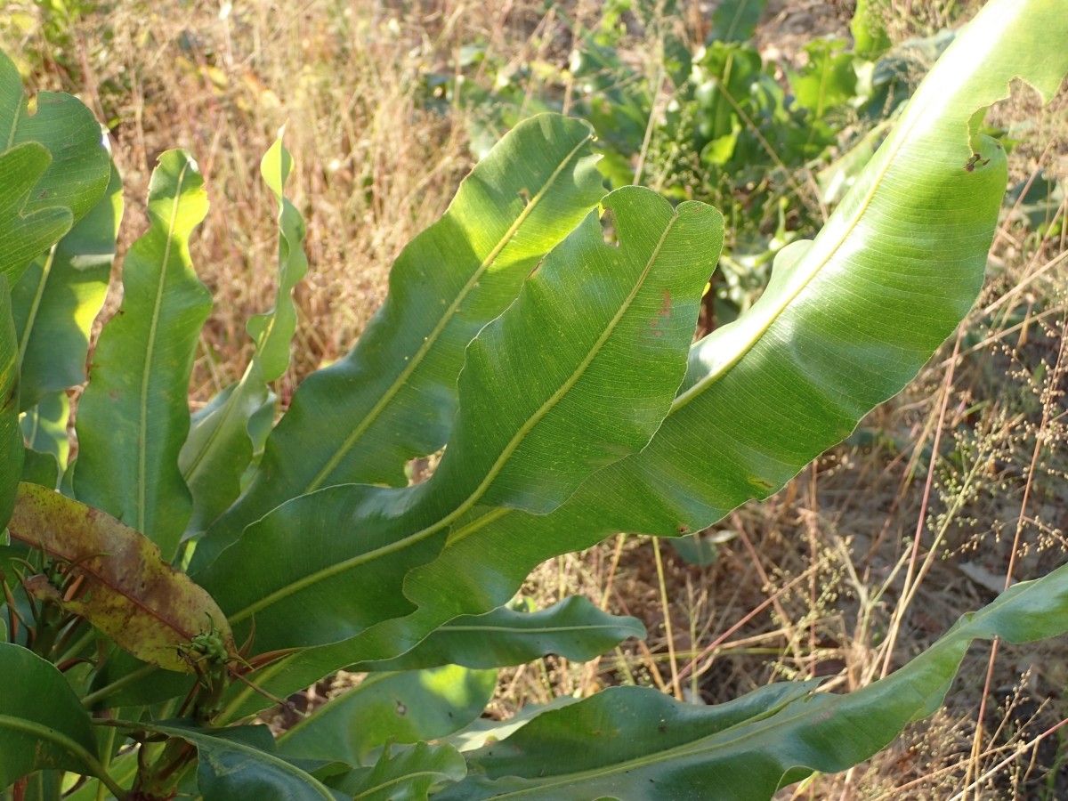 Lophira lanceolata leaf