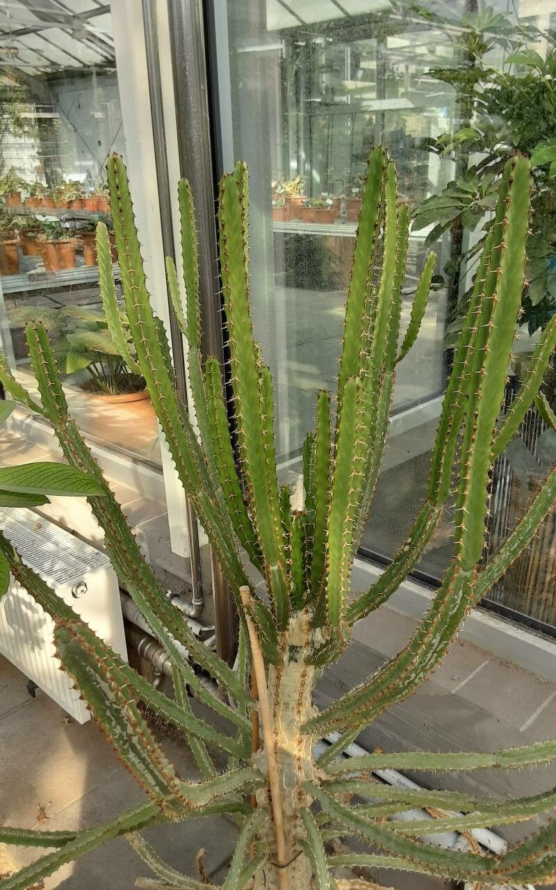 Euphorbia persistentifolia bark