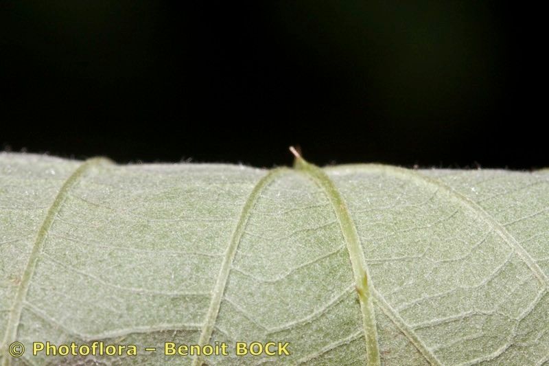 Rubus fuscus leaf