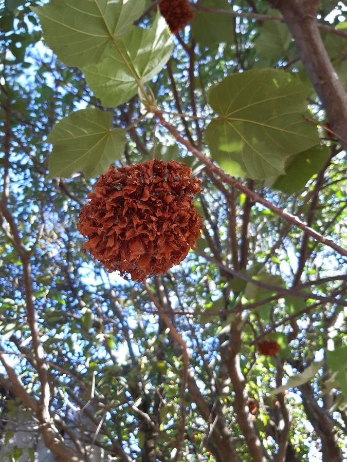 Dombeya burgessiae fruit