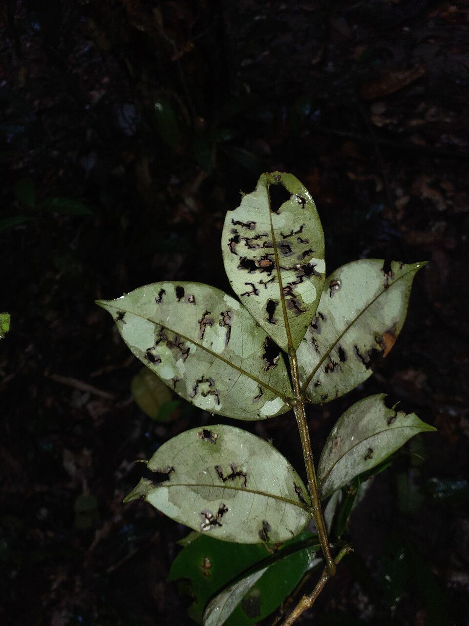 Swartzia guianensis leaf