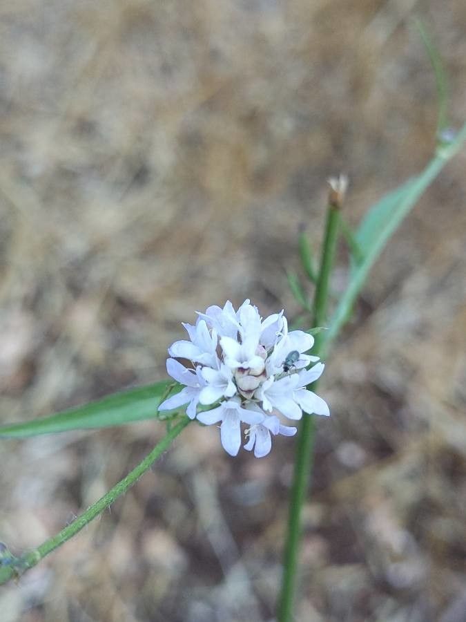 Cephalaria joppensis — search result for 'Cephalaria'