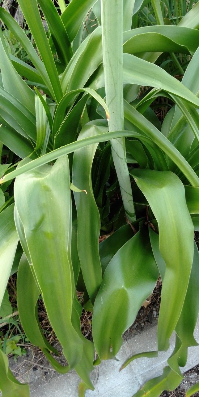 Crinum latifolium leaf