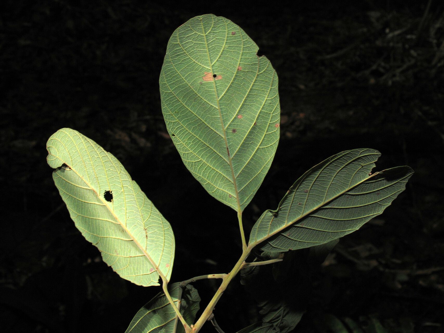 Sloanea eichleri — houseplant care guide