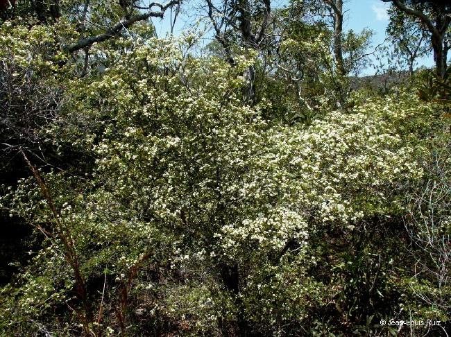 Sannantha procera — related species from the same genus