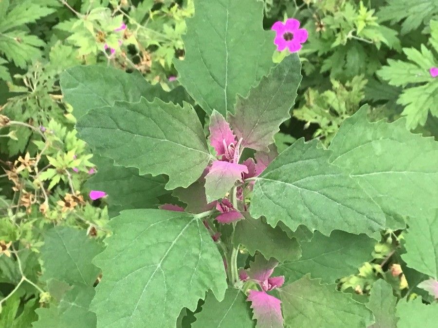 Chenopodium giganteum — maintenance medium houseplant