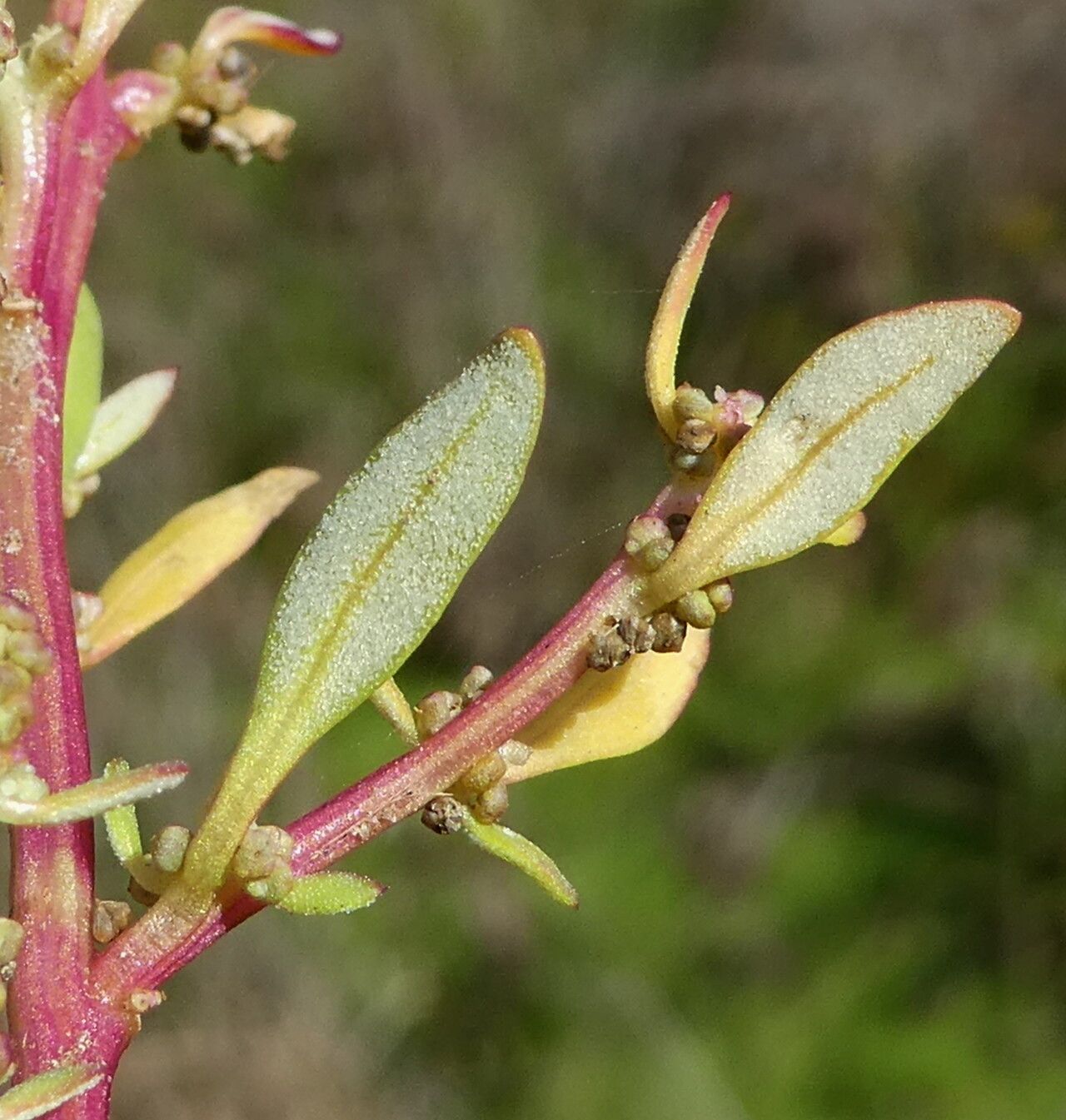Chenopodium glaucum — search result for 'Chenopodium'