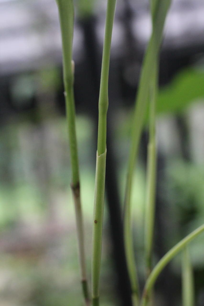 Octomeria grandiflora bark