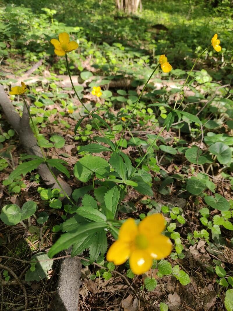 Ranunculus cassubicus habit