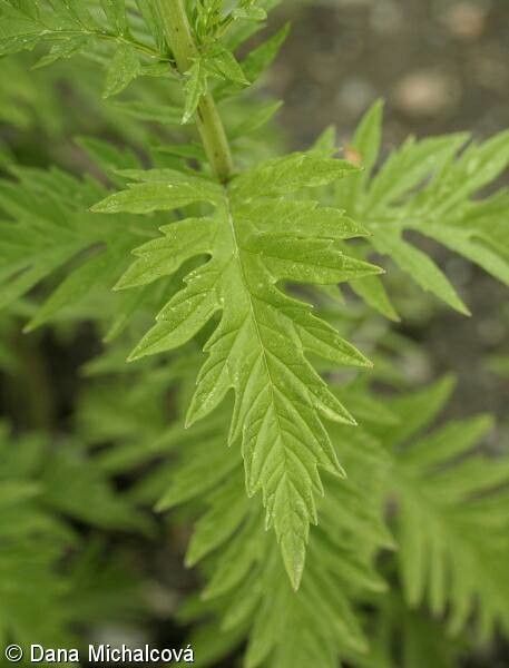 Lycopus exaltatus leaf