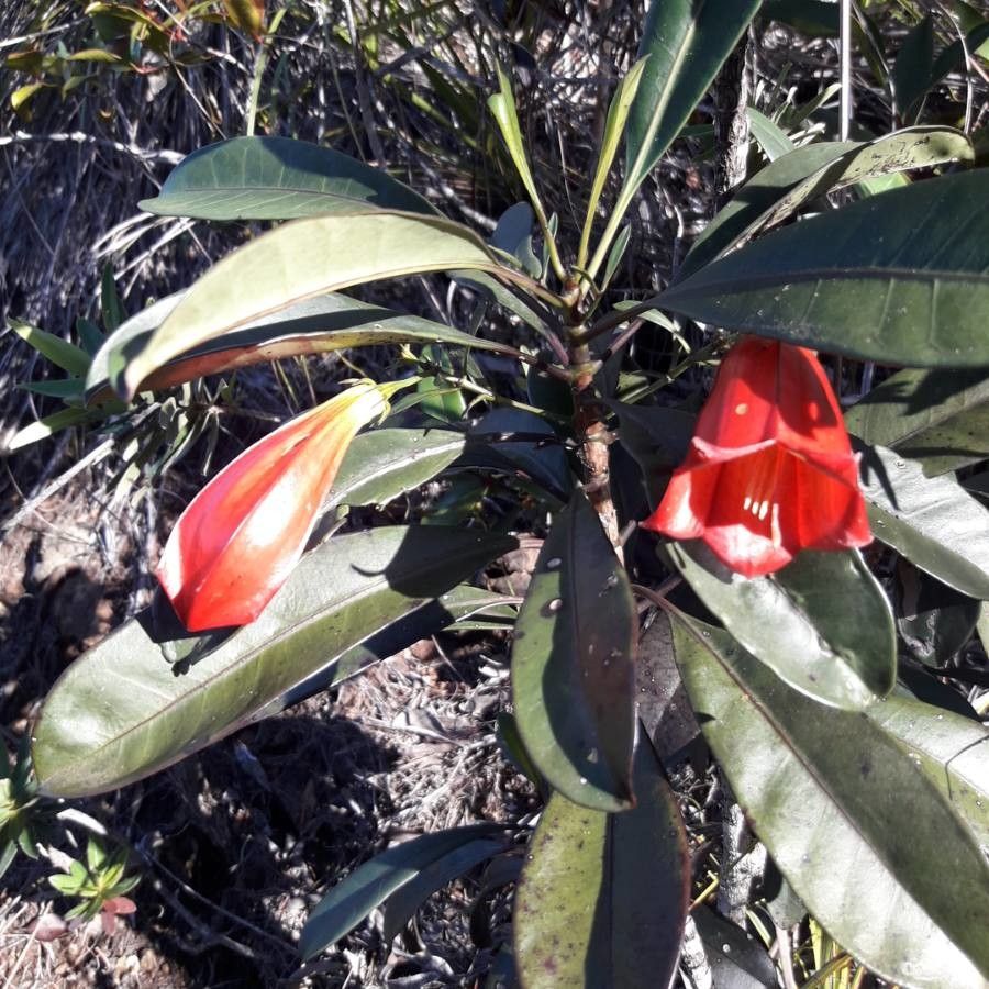 Thiollierea lenormandii flower