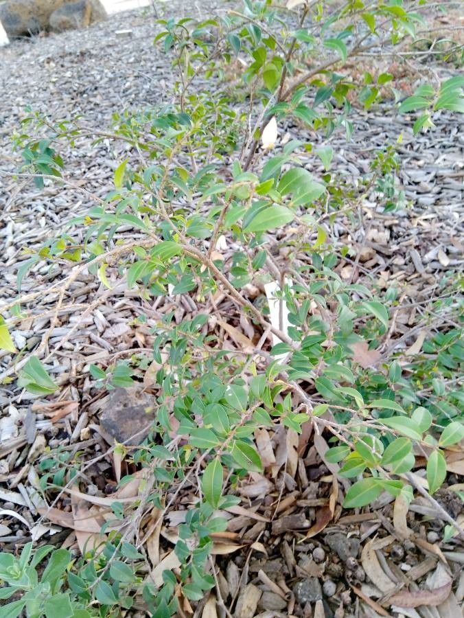 Backhousia myrtifolia — related species from the same genus