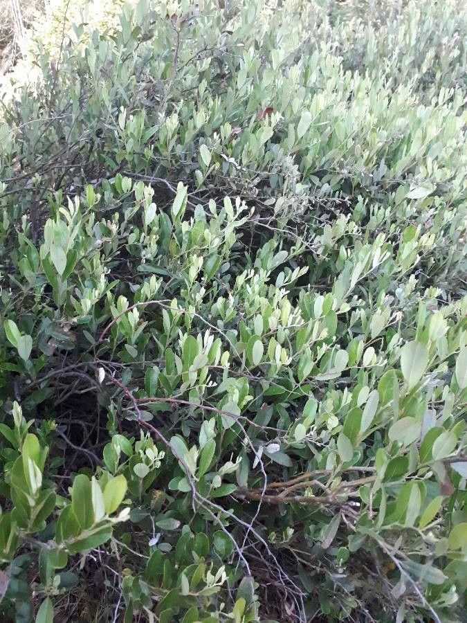 Chamaedaphne calyculata leaf