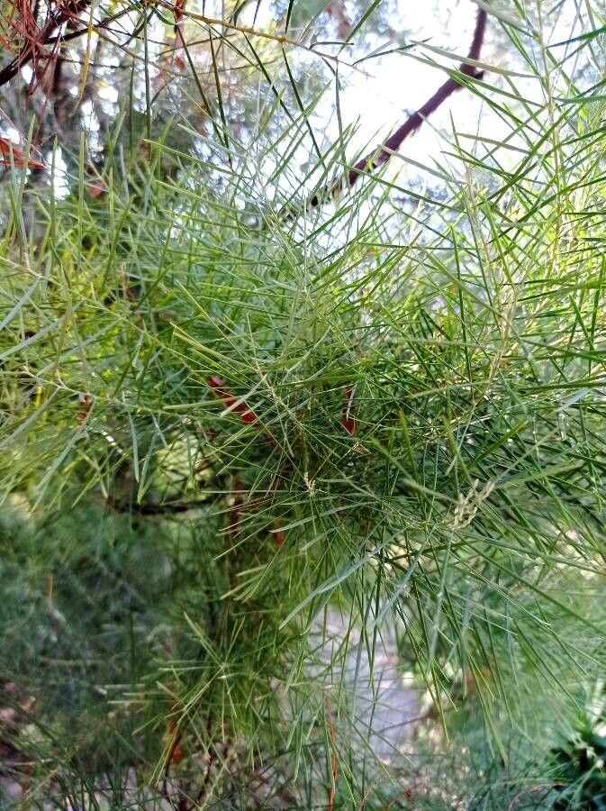 Acacia boormanii — search result for 'Acacia'