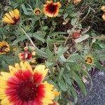 Gaillardia pulchella