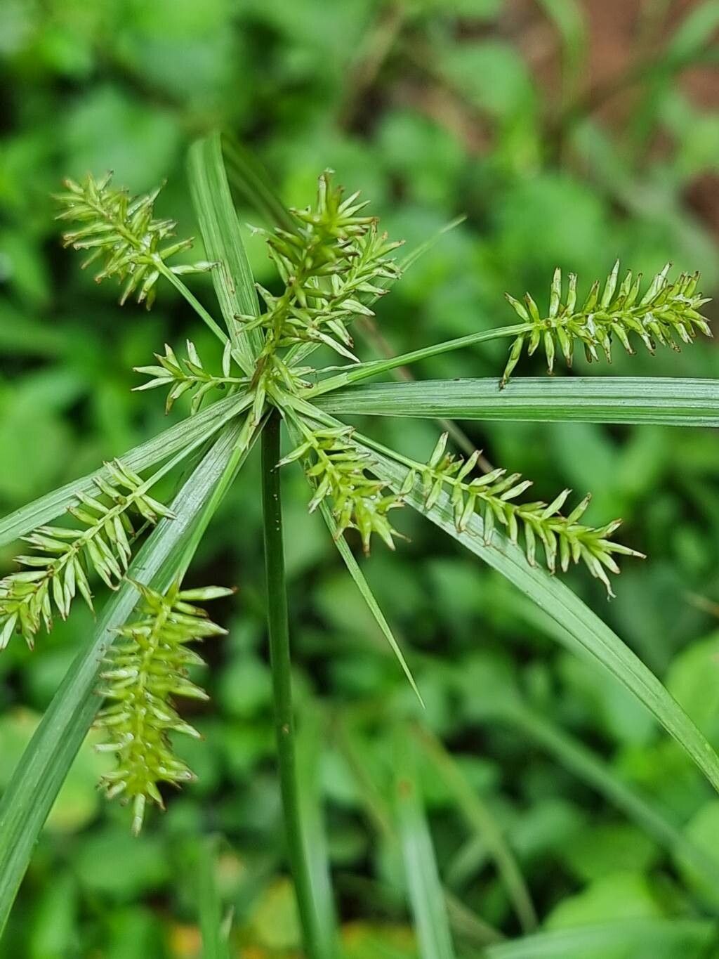 Cyperus cyperoides — search result for 'Cyperus'