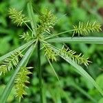 Cyperus cyperoides