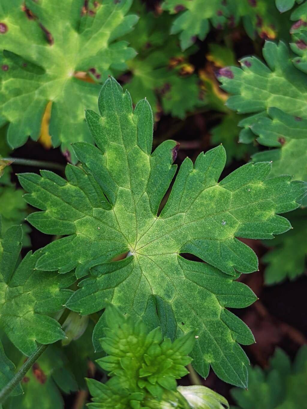 Geranium wallichianum leaf