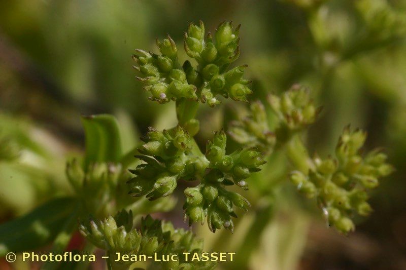 Valerianella microcarpa fruit