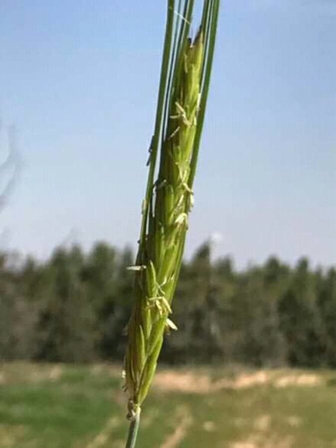Hordeum spontaneum — search result for 'Hordeum'