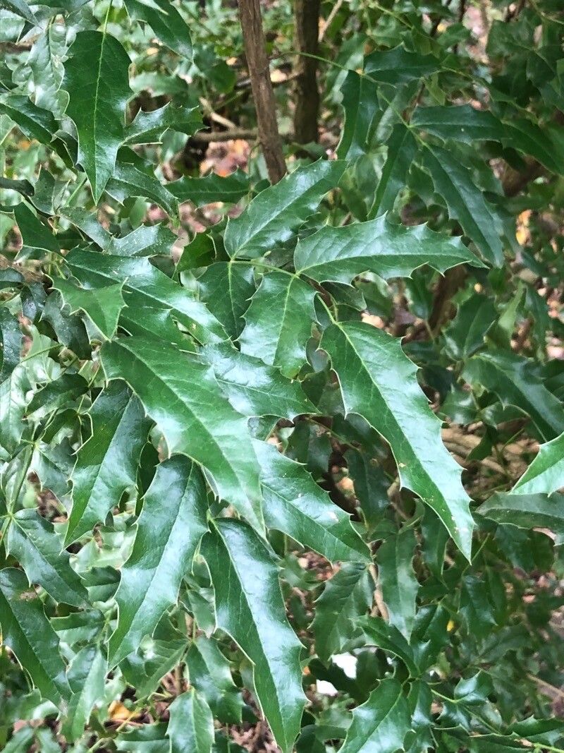 Berberis napaulensis — search result for 'Berberis'