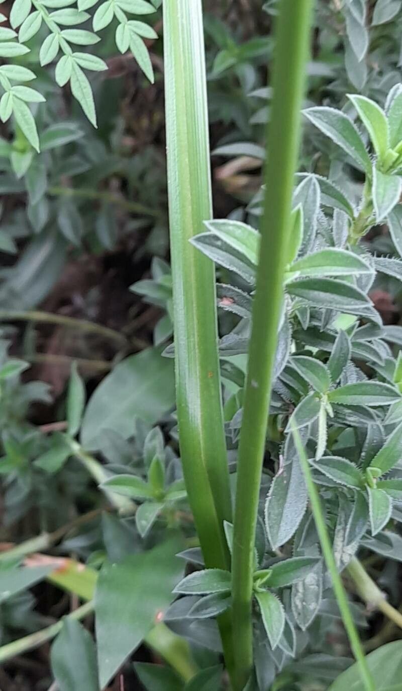 Cyperus surinamensis — search result for 'Cyperus'