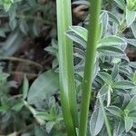 Cyperus surinamensis