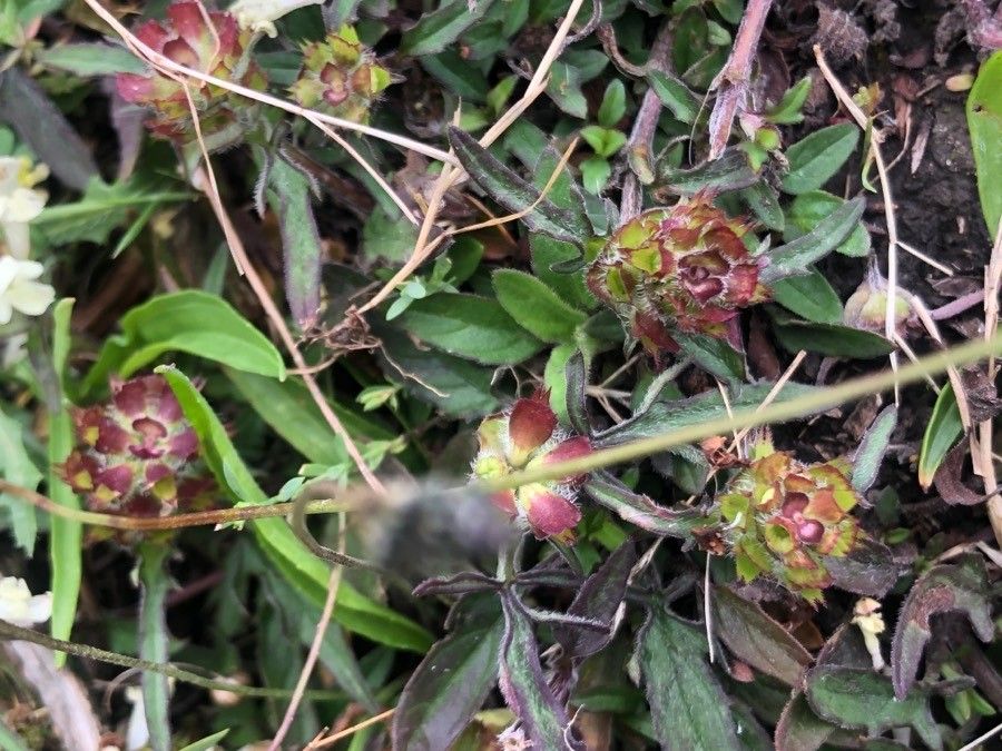 Prunella laciniata leaf