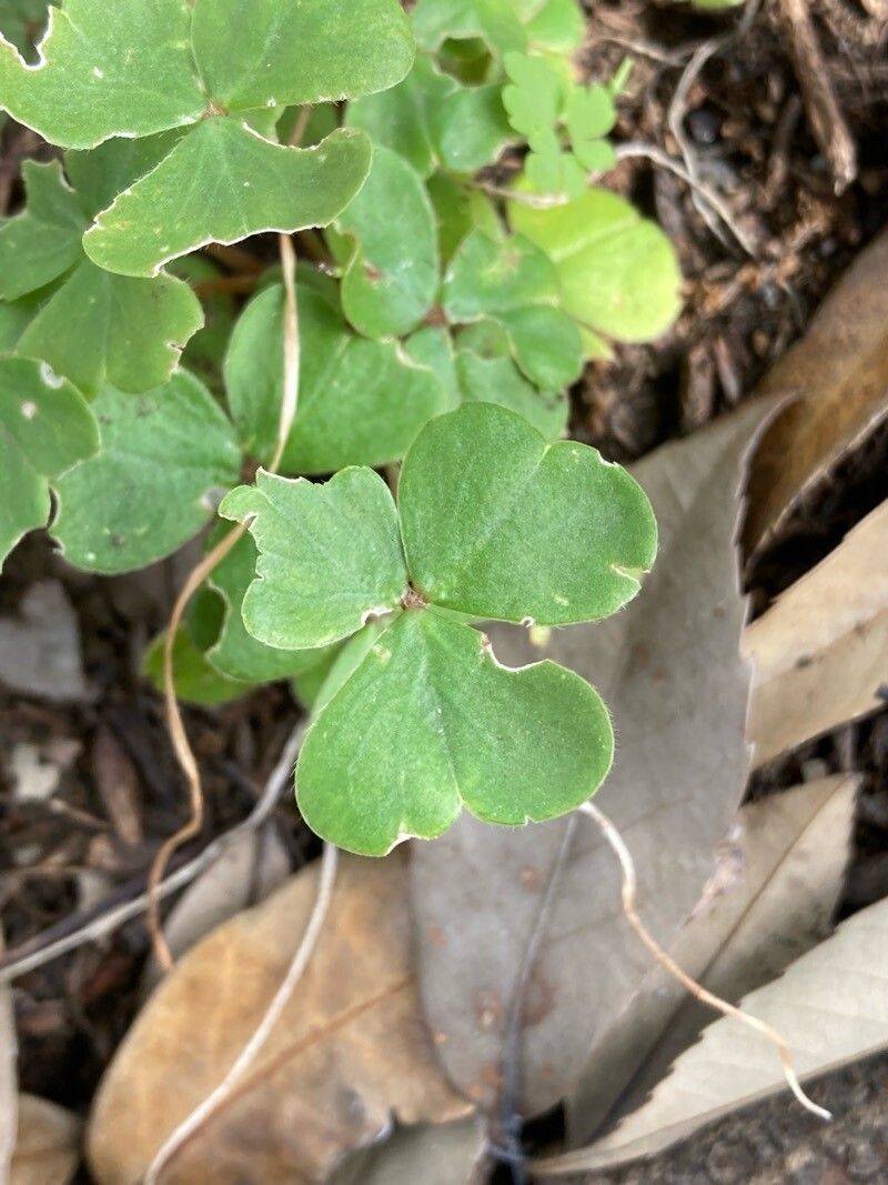 Oxalis brasiliensis leaf