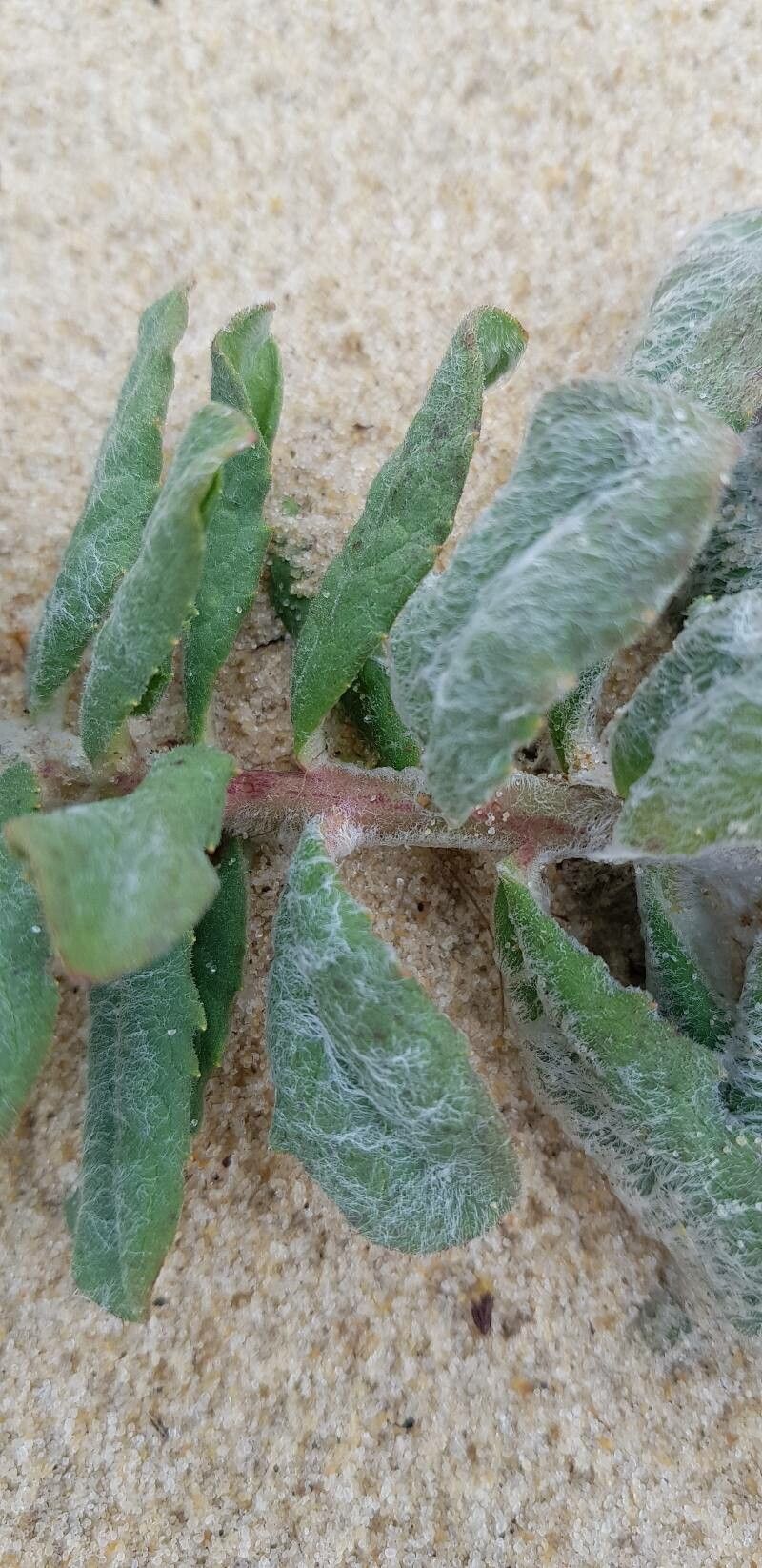 Hieracium eriophorum bark