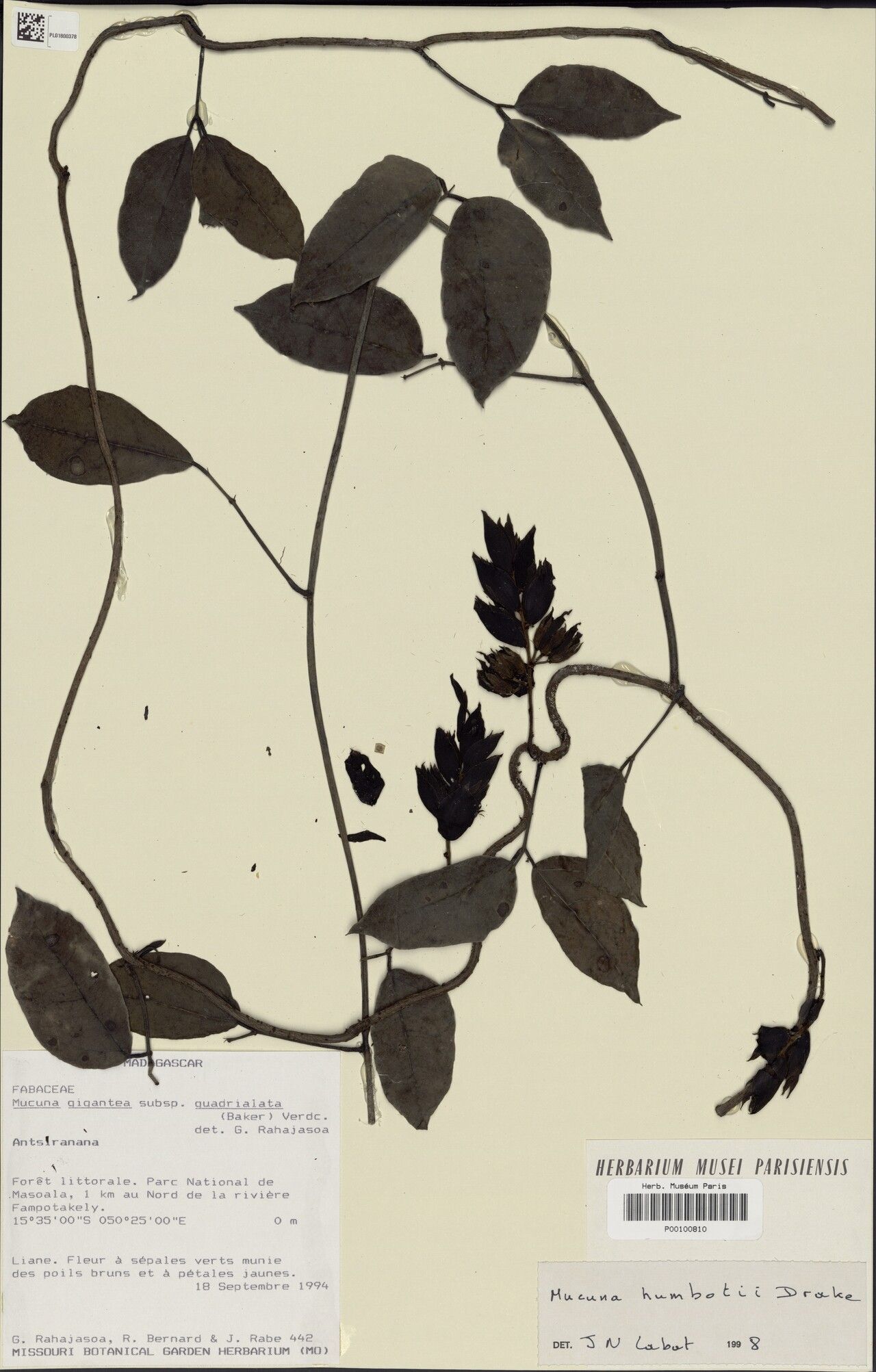 Mucuna humblotii — search result for 'Mucuna'