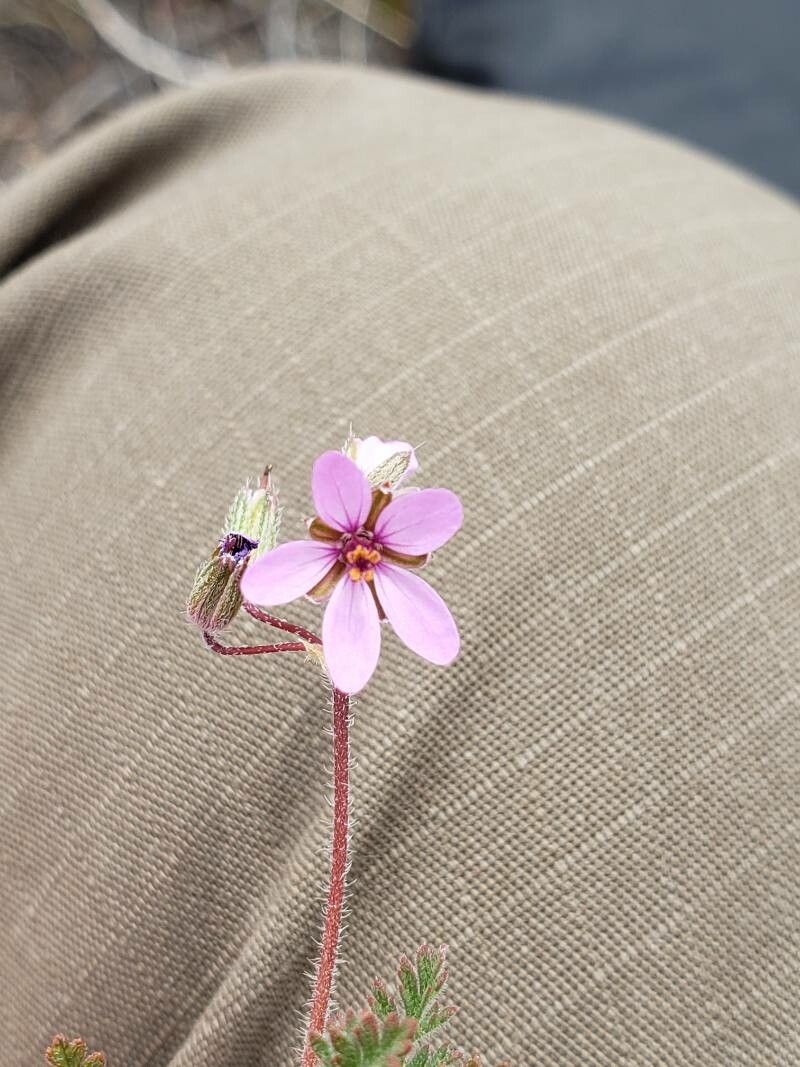 Erodium ciconium flower